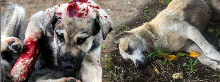 Hayvan Düşmanlığı