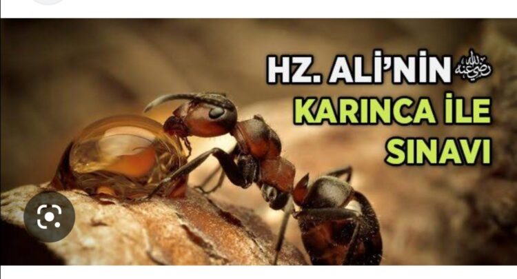 Hz. Ali İle Karıncanın İbretlik Hikayesi- Kıssalardan Hisse