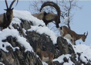 Kayalıktaki Keçiler