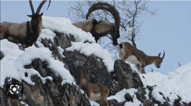 Kayalıktaki Keçiler