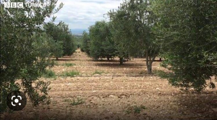 Zeytinlikteki Sayvan