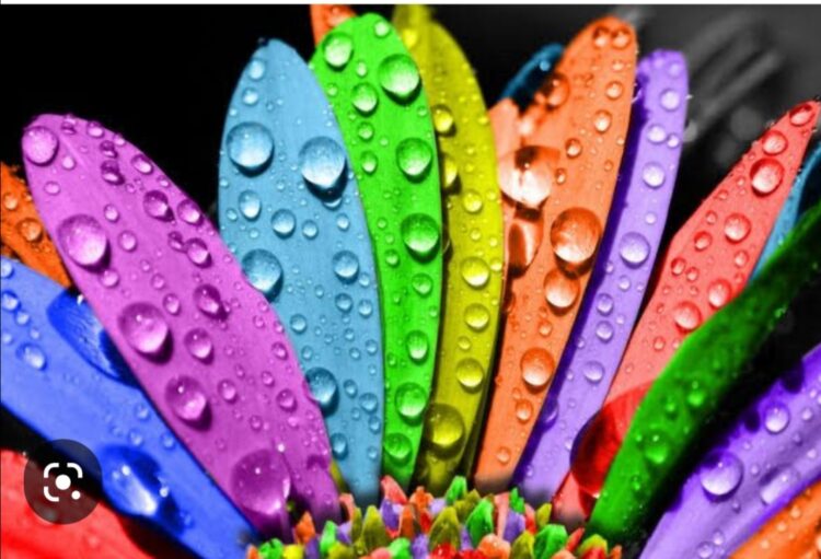 Renkli Bir Fotoğraf