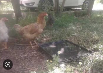 Tavuk Su İçer Göklere Bakar…