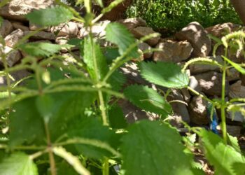 Ege’nin Dalganı Isırgan Otu