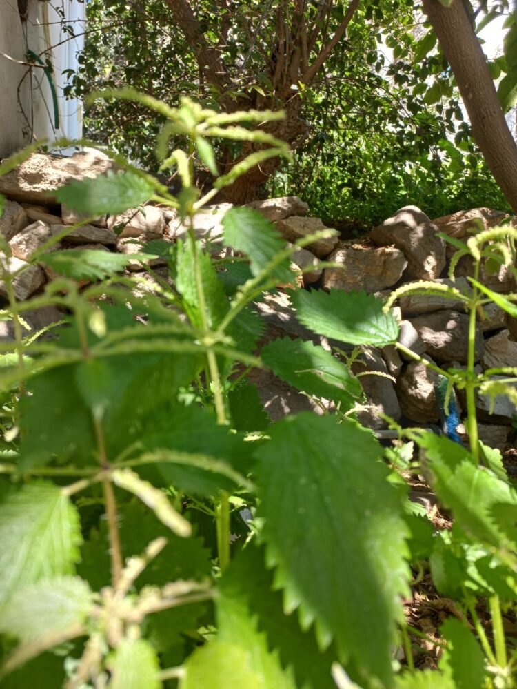 Ege’nin Dalganı Isırgan Otu