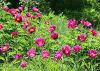 Cehrilik Lalelerinin Birçok Özelliği Olduğu Tesbit Edildi