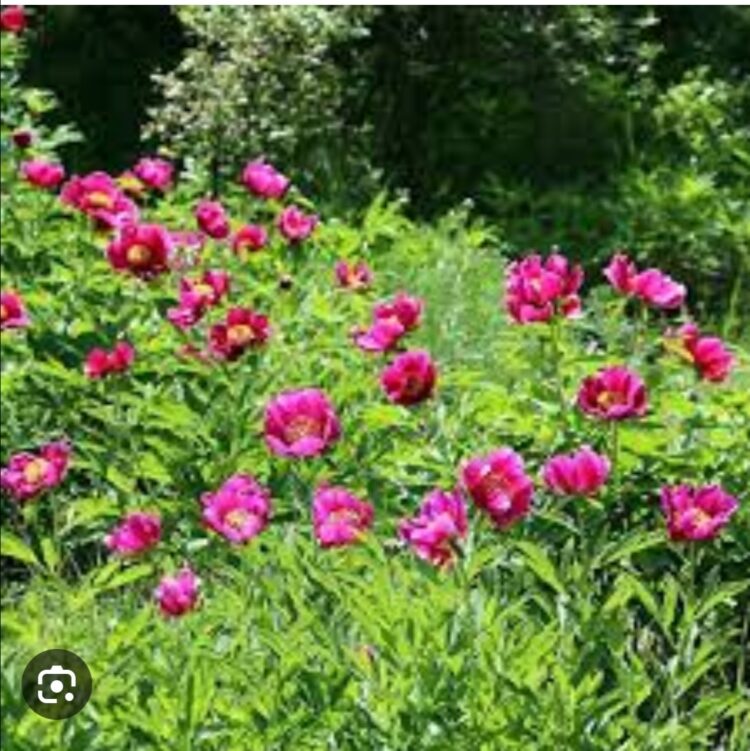 Cehrilik Lalelerinin Birçok Özelliği Olduğu Tesbit Edildi