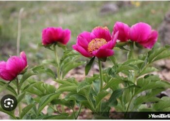 Cehrilik Laleleri Mutlaka Koruma Altına Alınmalıdır