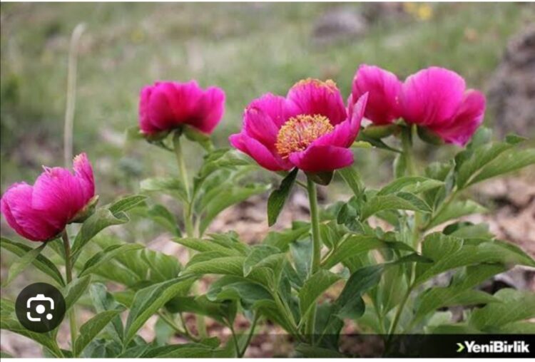 Cehrilik Laleleri Mutlaka Koruma Altına Alınmalıdır