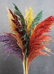 Pampas Oto Çiçeği