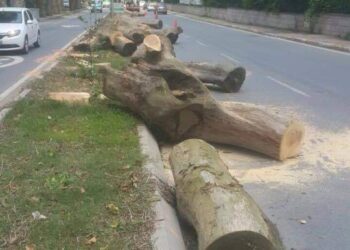 Bahçeköy’de 150 Yıllık Çınarlara Kıydılar!