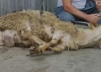 O Et Size Göre Değil (II)