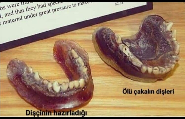 Çakal Dişi…