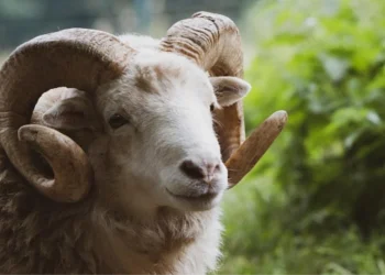 Arefe Gününün Fazileti ve Kurban Bayramı Yolculuğu?