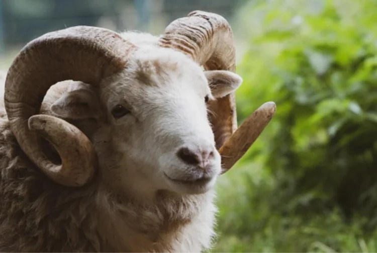Arefe Gününün Fazileti ve Kurban Bayramı Yolculuğu?