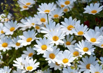 Daha Fazla Papatya Toplardım