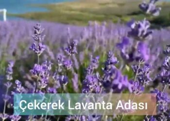 Çekerek Lavanta Adası İlgi Çekmeye Devam Ediyor!