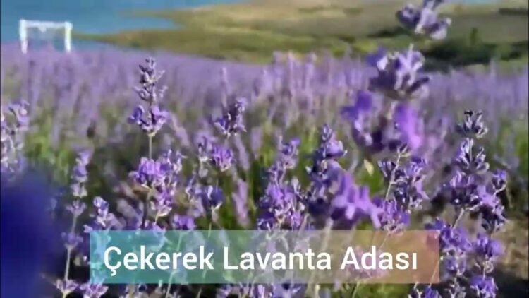 Çekerek Lavanta Adası İlgi Çekmeye Devam Ediyor!