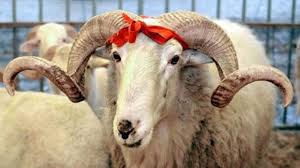 Kurban, Hakk’a ve Hakikate Adanıştır