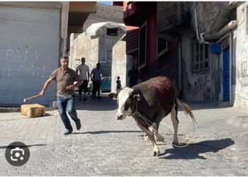 Kaçan Kurbanlıklar da Ateist