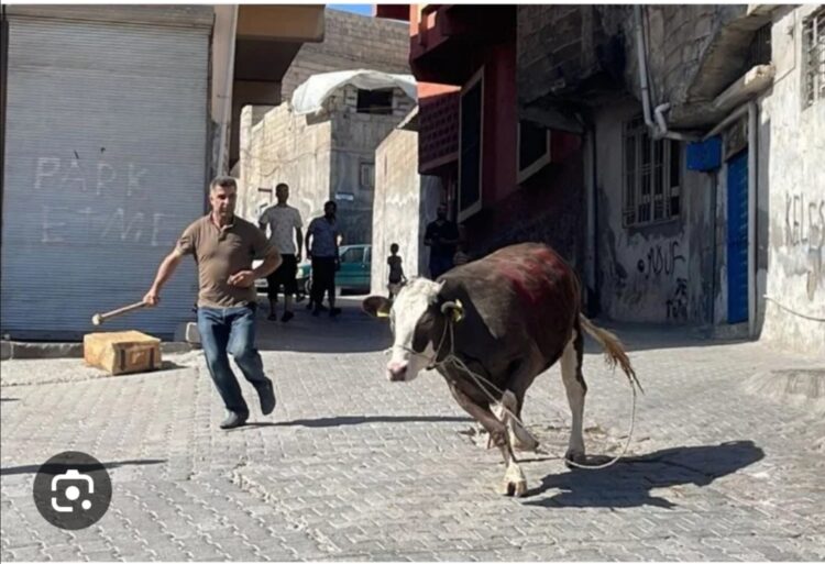 Kaçan Kurbanlıklar da Ateist