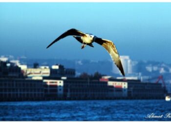 Şehir Kanadımın Altında