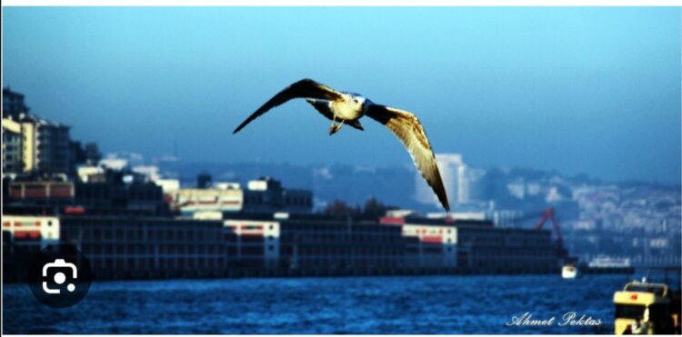 Şehir Kanadımın Altında