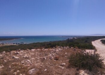 Halilülasyon Günlükleri 37 – Bataklık Domuzları