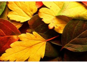 Yapraklar Sararsa da