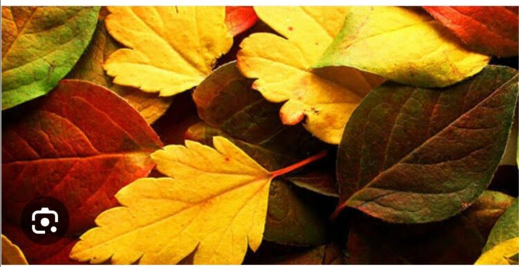 Yapraklar Sararsa da