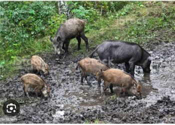 Halilülasyon Günlükleri 37 – Bataklık Domuzları