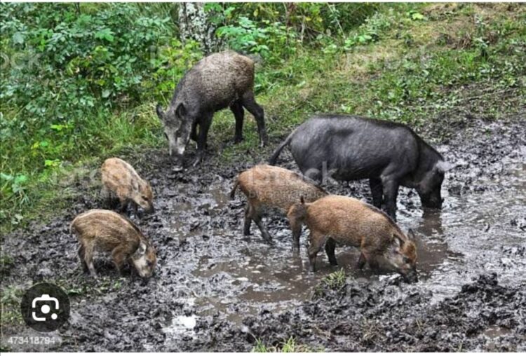 Halilülasyon Günlükleri 37 – Bataklık Domuzları