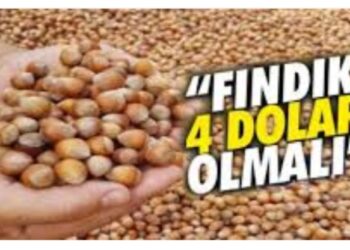 Fındık Dört Dolar Olsa Ne Olur!..