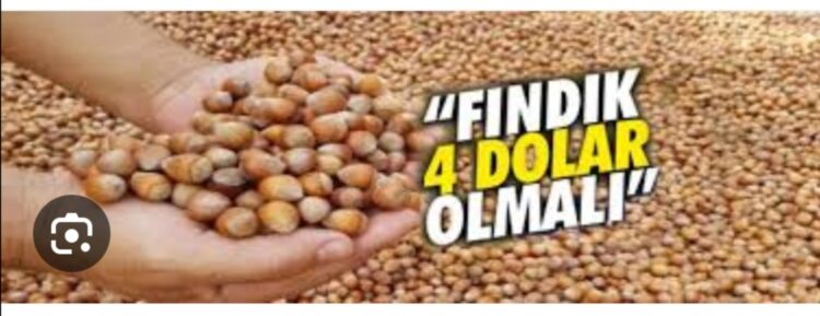 Fındık Dört Dolar Olsa Ne Olur!..