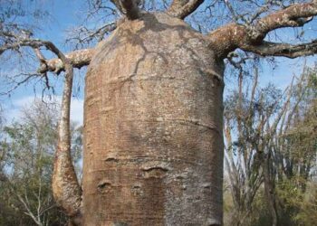 Baobab  Hayat Ağacı