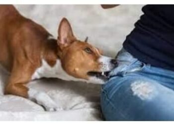 Geç Kalınmışlık… (I)