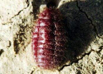 Koşinil Kırmızısı