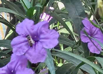 Meksika Petunyası Mor Sağanak