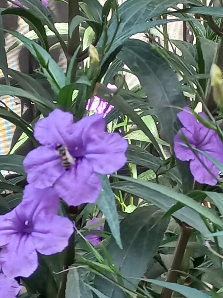 Meksika Petunyası Mor Sağanak