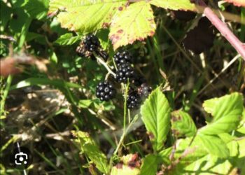 Böğürtlen Kayalığı