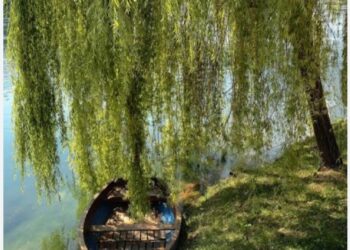 Söğüdün Dalları