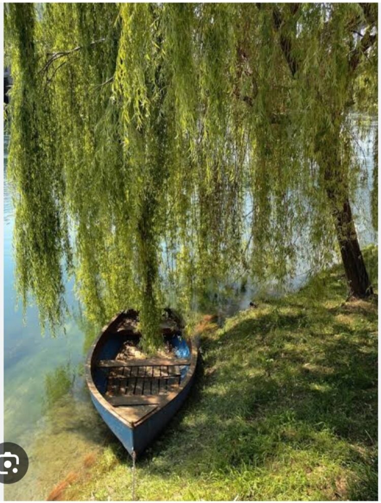 Söğüdün Dalları