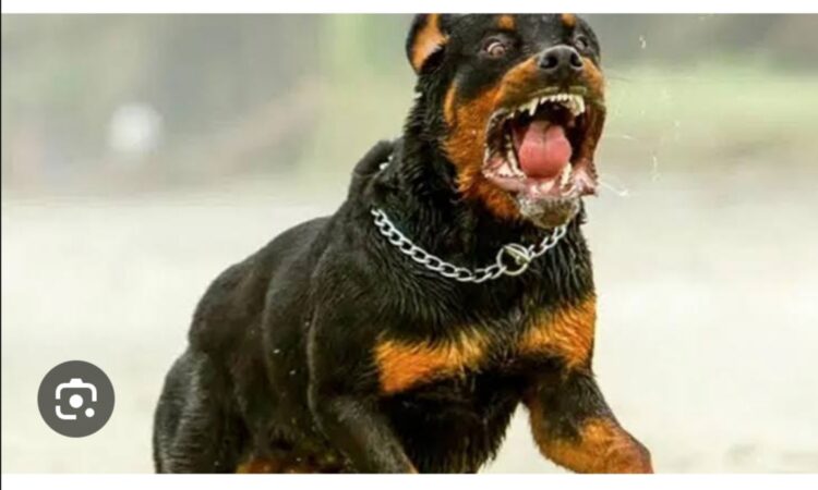 Sormayın Söyleyemem Türünü