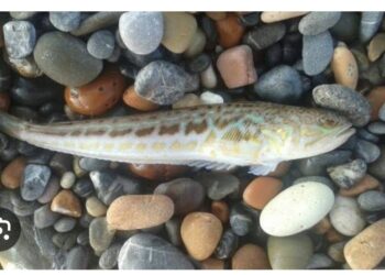 Trakonya Nedir, Bilir misiniz?