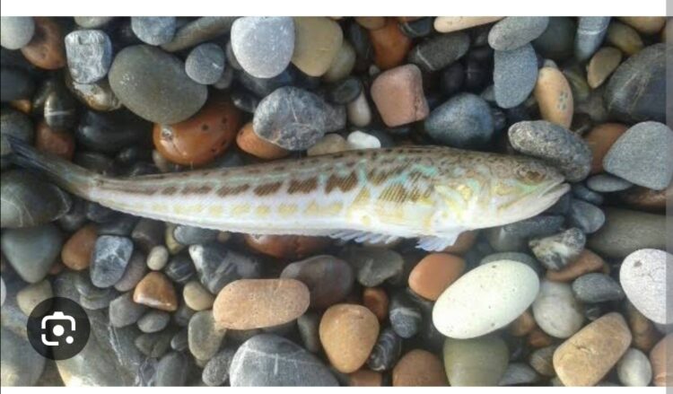 Trakonya Nedir, Bilir misiniz?