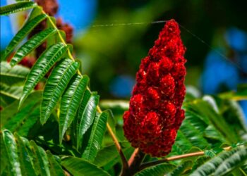 Siz Hiç Sumak Ağacı Gördünüz mü?