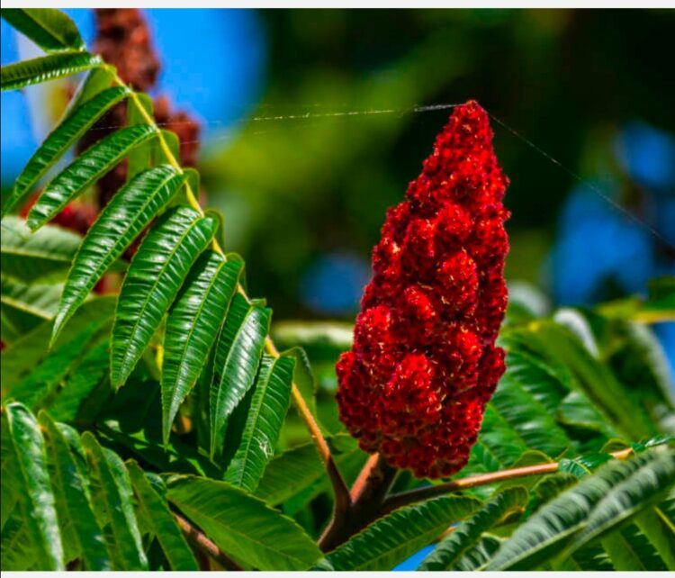 Siz Hiç Sumak Ağacı Gördünüz mü?