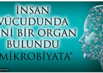 İnsan Vücudunda Yeni Bir Organ…