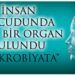İnsan Vücudunda Yeni Bir Organ…
