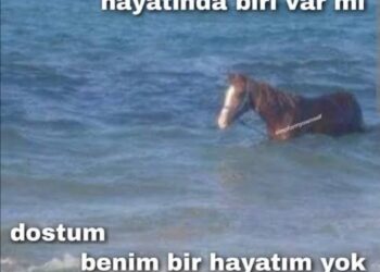 Şekip Işık Diye Bir Dostum Vardı Benim